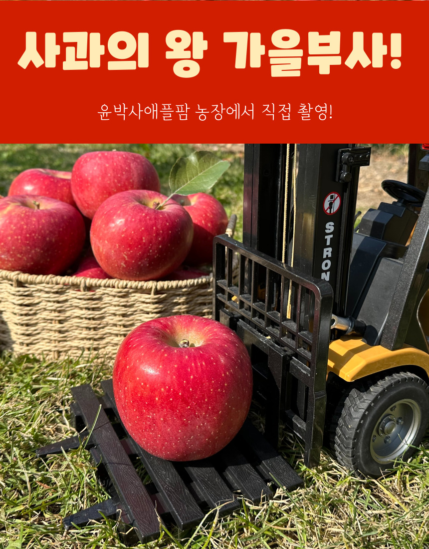 가을사과 [부사]  10kg 36과 [중소과]